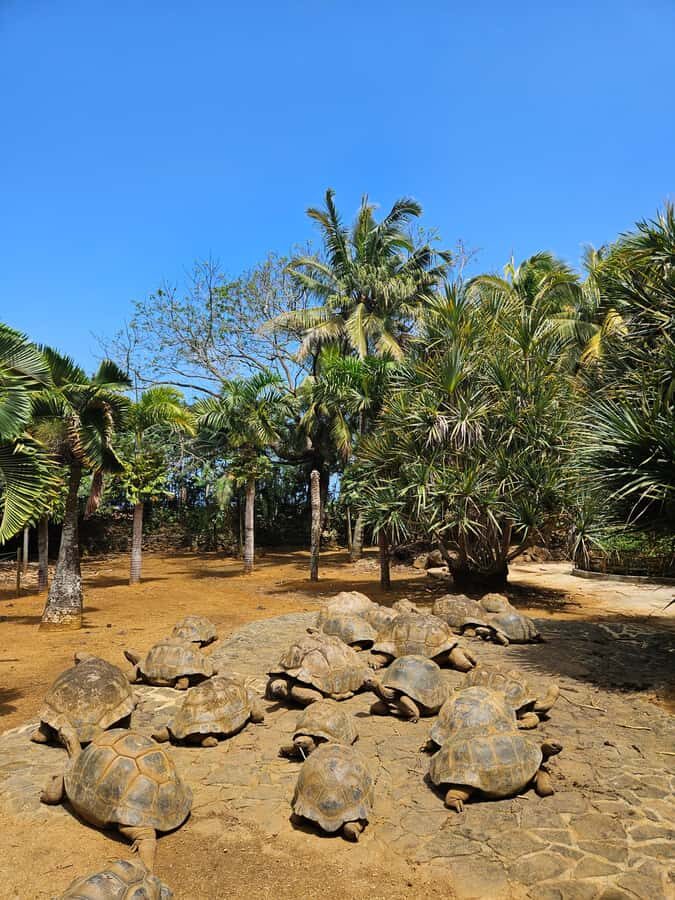 Mauritius: Vanilla Park & Beaches Tour with Extra Option - Timing, weather, and what to pack for an 8-hour loop