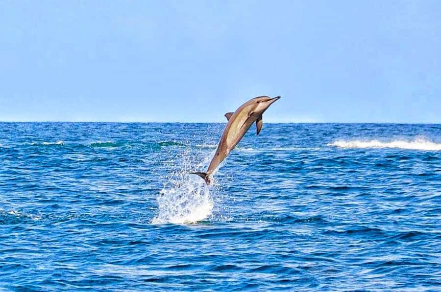 Mauritius: Wild Dolphin Encounter with Hotel Transfers - Key Things I’d Pin to Your Map
