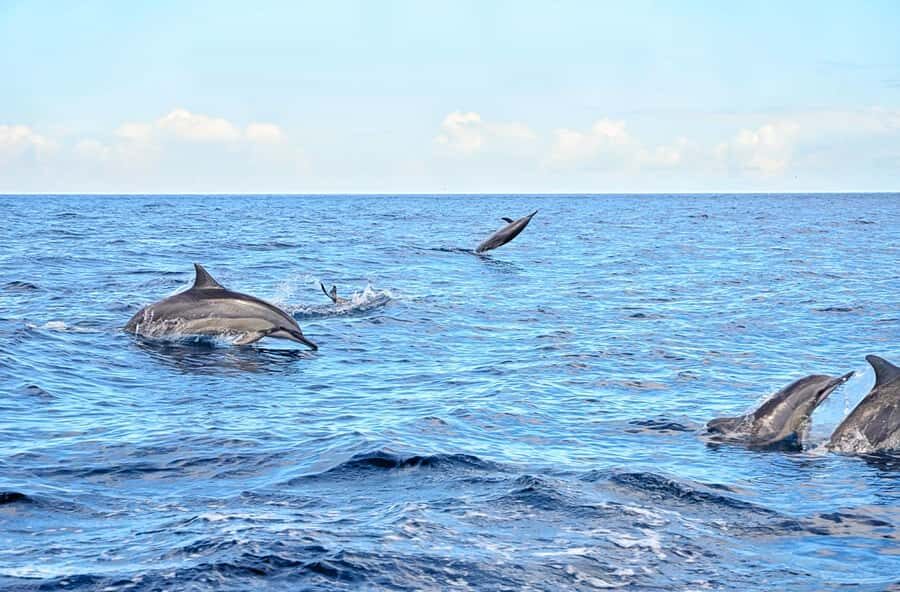 Mauritius: Wild Dolphin Encounter with Hotel Transfers - Why This Wild Dolphin Swim Feels Like a Real Mauritius Morning
