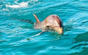 Mauritius: Wild Dolphin Encounter with Hotel Transfers - Pickup at Dawn: West Coast Timing and How It Actually Works