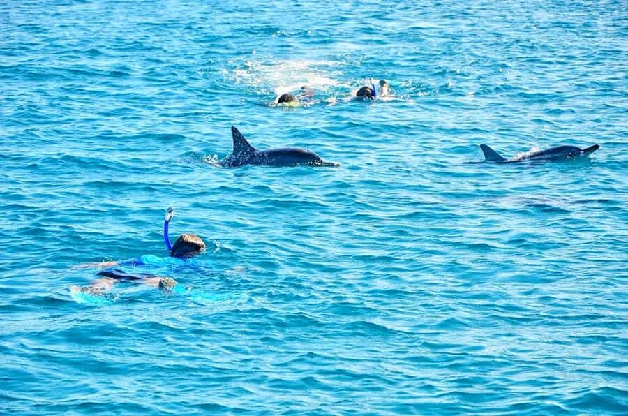 Mauritius: Wild Dolphin Encounter with Hotel Transfers - The Boat Ride Part: Speed, Crew Help, and Sea Reality