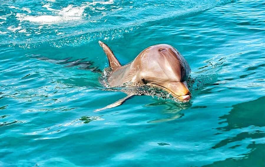 Mauritius: Wild Dolphin Encounter with Hotel Transfers - Pickup at Dawn: West Coast Timing and How It Actually Works