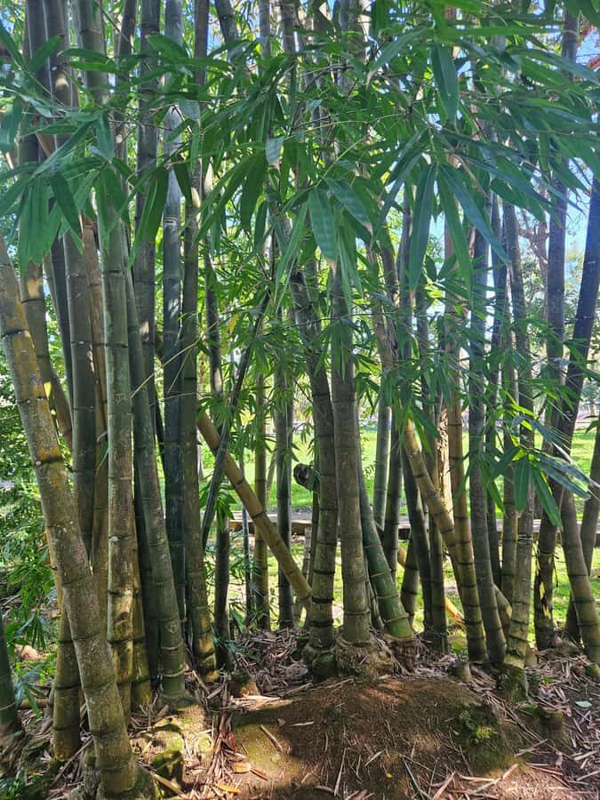 Port Louis: Mont Choisy, Botanical Garden, and Church Tour - Price and value: is $129 per group really worth it?