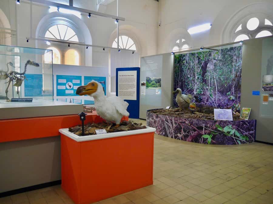 Port Louis: Street Eats and City Highlights Walking Tour - Natural History Museum: where the Dodo Bird makes sense