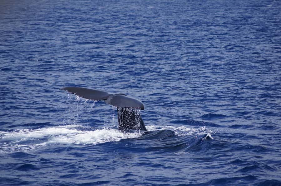 Private Dolphin Encounter and Whale Watching - Reef snorkeling right after: quick, fun, and gear-covered