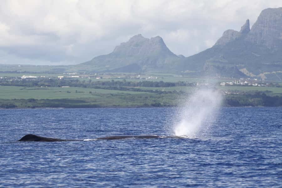 Private Dolphin Encounter and Whale Watching - Dolphin encounter: swim, follow the rules, and wear the lifejacket