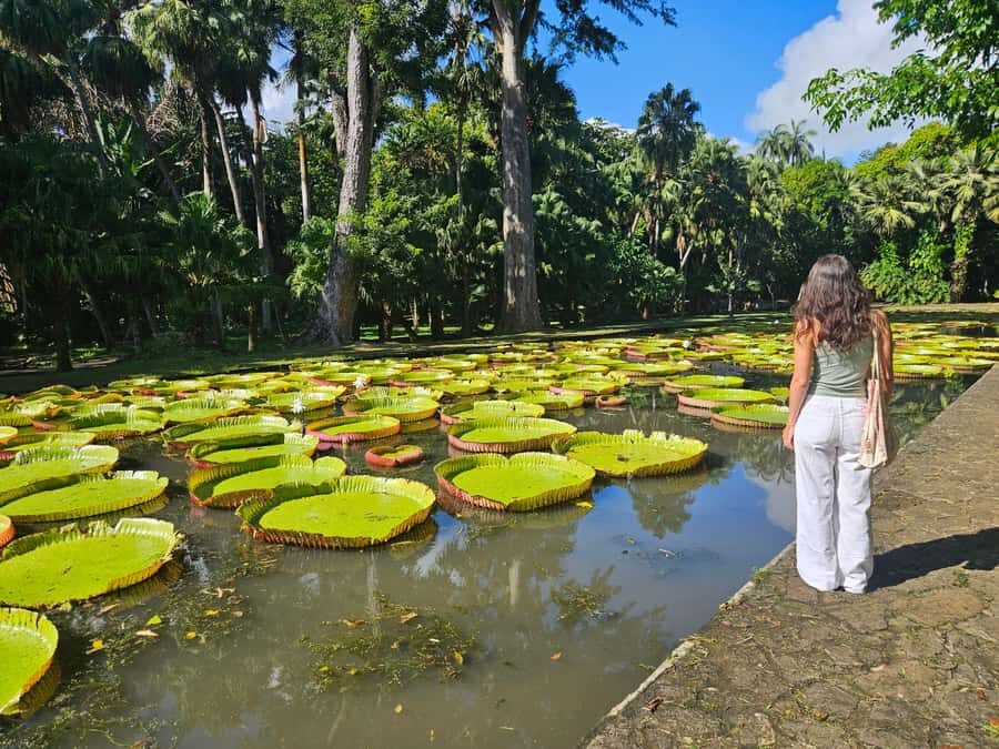 PRIVATE FULL-DAY NORTH AND SOUTH TOUR - Chamarel Waterfall and Seven Coloured Earth: The Day’s Most Surreal Visual Payoff