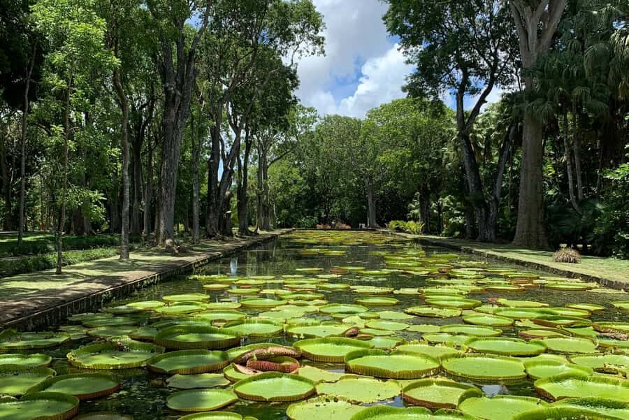 Private Full Day Tour of Port Louis and Northern - Pamplemousses Botanical Garden: Rare Palms, Spice Garden, and the Talipo Detail