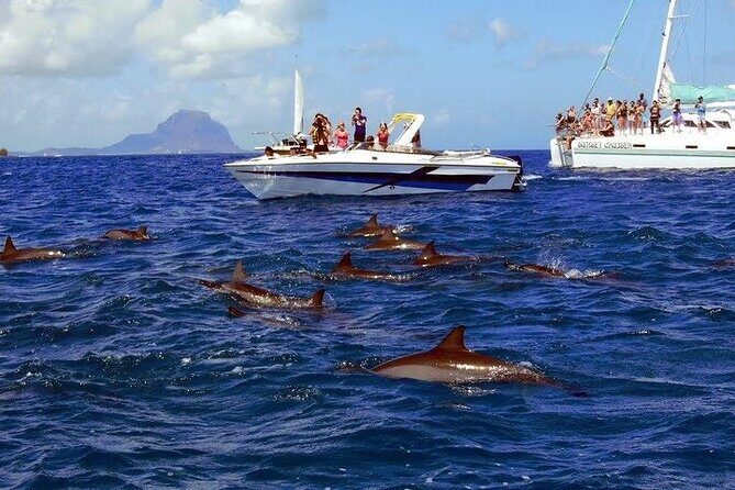 Private Speed Boat Tour and Dolphin Encounter at Ile aux Benitier - Price and value: what $312.02 is really paying for