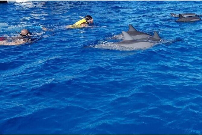 Private Speed Boat Tour and Dolphin Encounter at Ile aux Benitier - Timing and pacing: how the 6 to 7 hours actually feels
