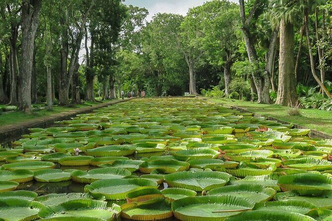 Private Tour in Northern Mauritius - A smooth Port Louis starting point for north Mauritius sights