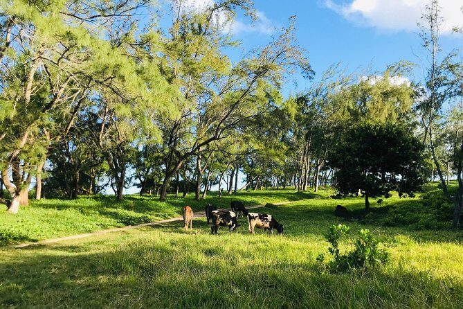 Quad Excursion South Mauritius 35km - Stop 3: Pont Naturel, Fresh Coconut Water, and the Photo Stop