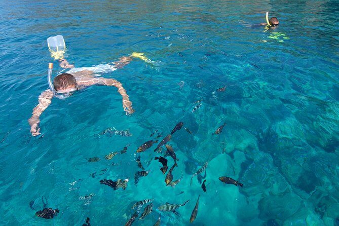 Sailing Catamaran Cruises - The dolphin factor: what you can plan for (and what you can’t)