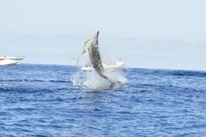 Shared Dolphin Encounter in Mauritius - Shared Dolphin Encounter: What the 2.5 Hours Actually Feels Like