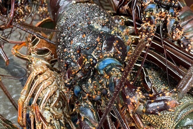 Signature Experience: Dolphins and Flavors of the Sea - Sea Urchin Fishing and Tasting: Where the Adventure Turns Culinary