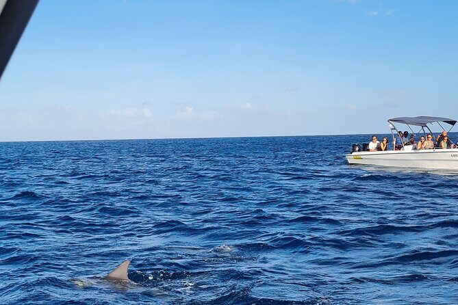 Snorkel with Dolphins, Lunch on Benitiers island, Speedboat - Dolphins in Tamarin Bay: what you’re really signing up for