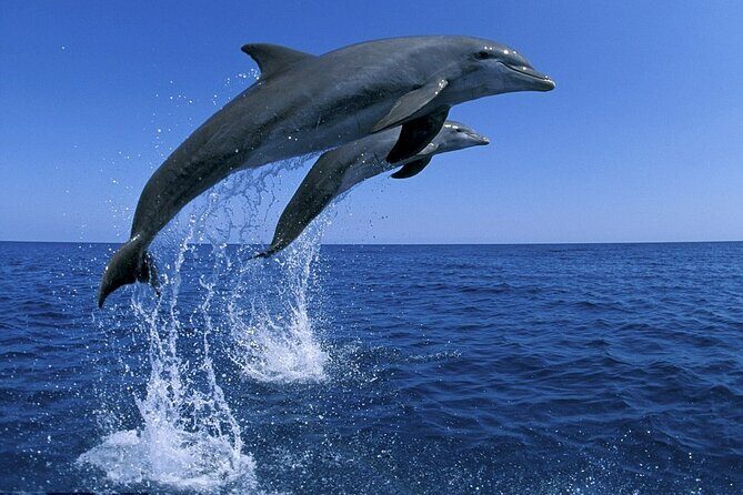Snorkel with Dolphins, Lunch on Benitiers island, Speedboat - Ile aux Benitiers: lunch on white sand and lagoon snorkeling