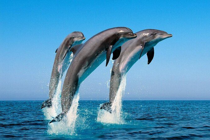 Snorkel with Dolphins, Lunch on Benitiers island, Speedboat - Who should book this dolphin-and-island combo