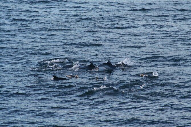 Snorkel with Dolphins, Lunch on Benitiers island, Speedboat - Timing, meeting point, and avoiding the morning scramble