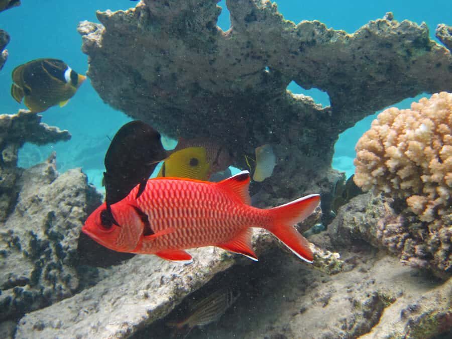 Snorkeling Excursion in Blue Bay Marine Park - Key highlights at a glance