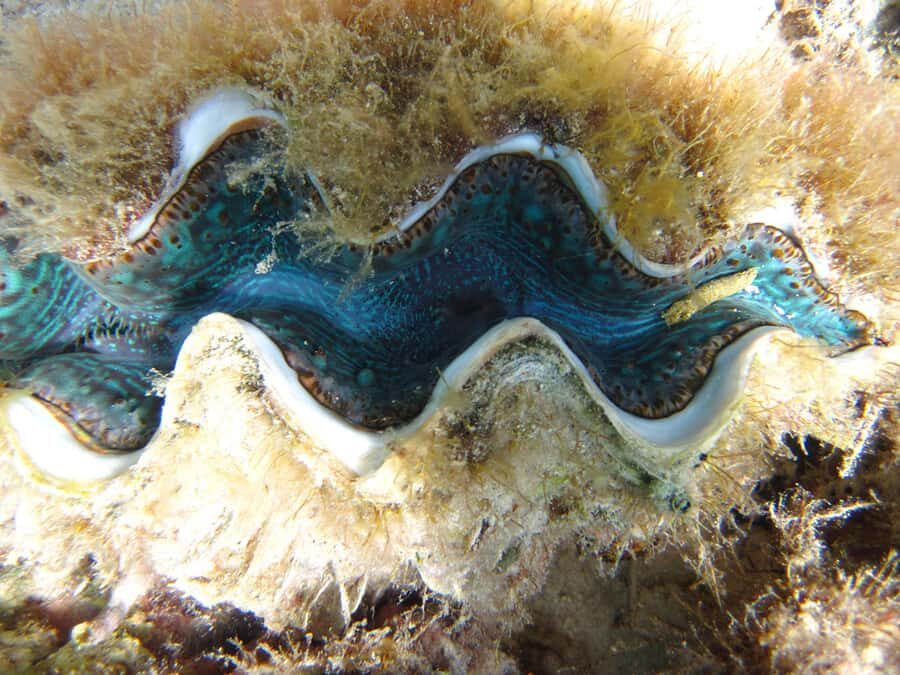 Snorkeling Excursion in Blue Bay Marine Park - The 1-hour rhythm from Blue Bay Public Beach to the snorkeling point