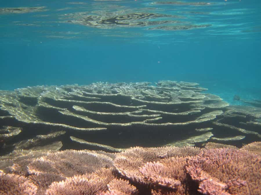Snorkeling Excursion in Blue Bay Marine Park - Snorkeling gear and life jacket: what’s included and how to use it well
