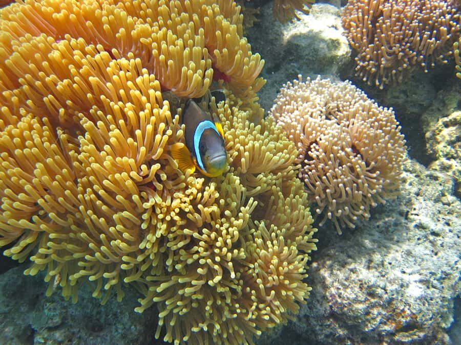 Snorkeling Excursion in Blue Bay Marine Park - Meeting point details: how to find the beach stand fast