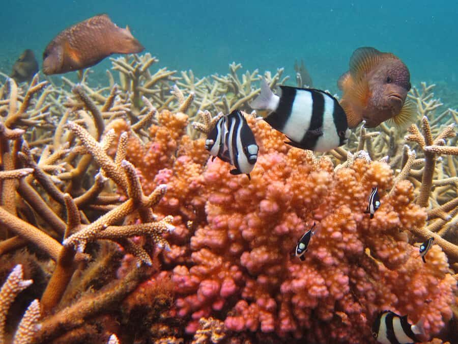Snorkeling Excursion in Blue Bay Marine Park - Price and value: is $29 for an hour actually fair?