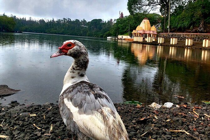 South of Mauritius :Full day package including Chamarel Coloured earth & lunch - Black River Gorges National Park: Maccabe viewpoints and weather reality
