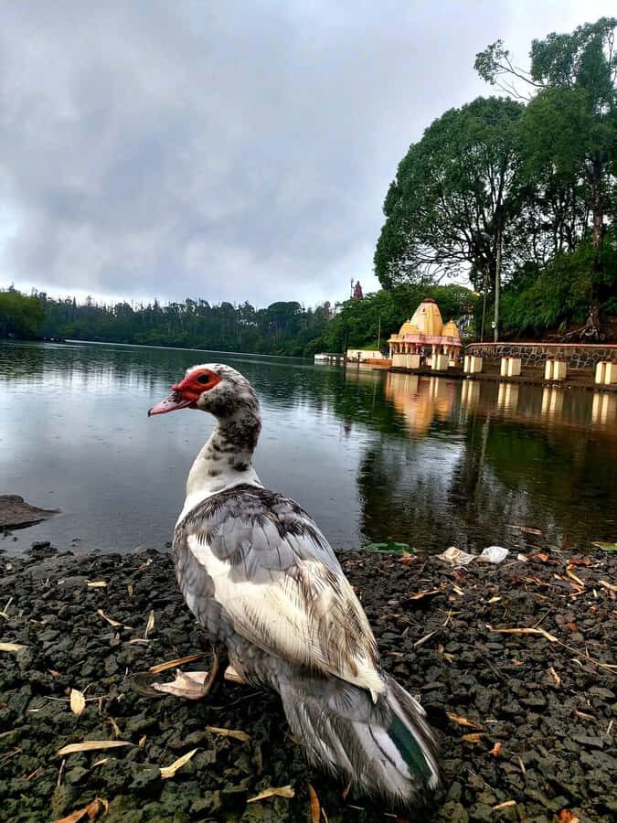 South of Mauritius : Full day Private with lunch & Chamarel - Key highlights you’ll feel right away
