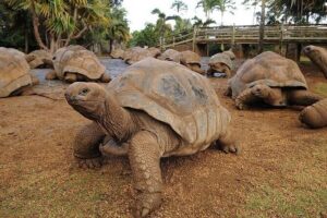 Southern Tales: Full-day incl Crocodile Park & 23 Colored Earth - Grand Bassin and the 33 m Shiva statue: spiritual grandeur without the long detour