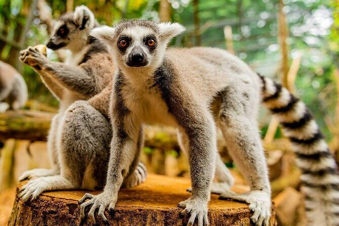 Southern Tales: Full-day incl Crocodile Park & 23 Colored Earth - Gorge Viewpoint in Black River Gorges: the quick walk that feels like a reset