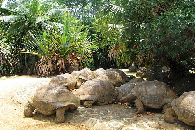 Southern Tales: Full-day incl Crocodile Park & 23 Colored Earth - Souillac lunch: when you want local food with fewer decisions