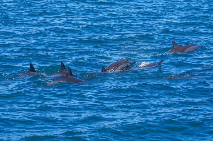 Speedboat to Ile aux Benitier: Dolphin Encounter & Lunch - Dolphin Encounter in Open Water (Tamarin Bay): The Best Moment and Its Trade-Off