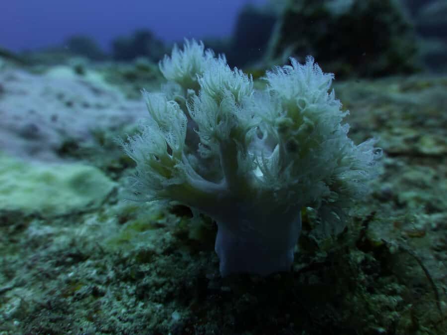 Tamarin Bay: Beginners Scuba Diving Experience - Key things to know before you go