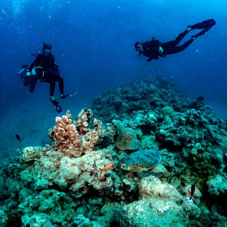 Tamarin Bay: Beginners Scuba Diving Experience - What you’ll see under the water: reef fish and corals, with realistic expectations