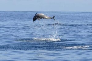 Tamarin: Dolphin Snorkel, CrystalRock, ile o Benitiers Lunch - Speedboat Ride and Snorkel Gear: What Happens Before the Dolphins
