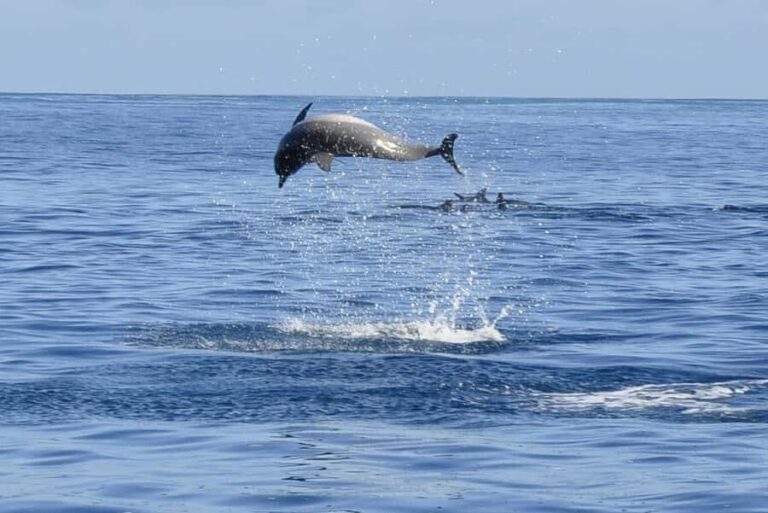 Tamarin: Dolphin Snorkel, CrystalRock, ile o Benitiers Lunch - Speedboat Ride and Snorkel Gear: What Happens Before the Dolphins