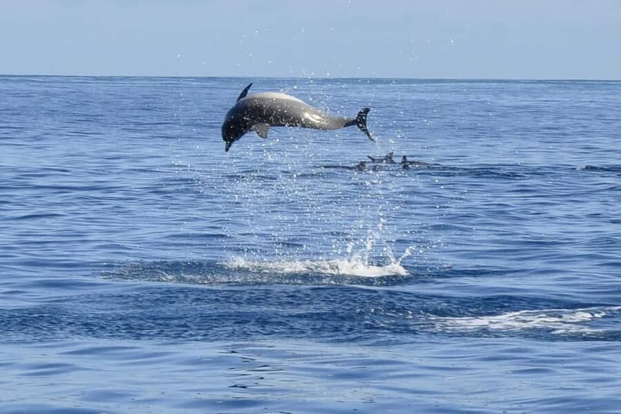Tamarin: Dolphin Snorkel, CrystalRock, ile o Benitiers Lunch - Speedboat Ride and Snorkel Gear: What Happens Before the Dolphins