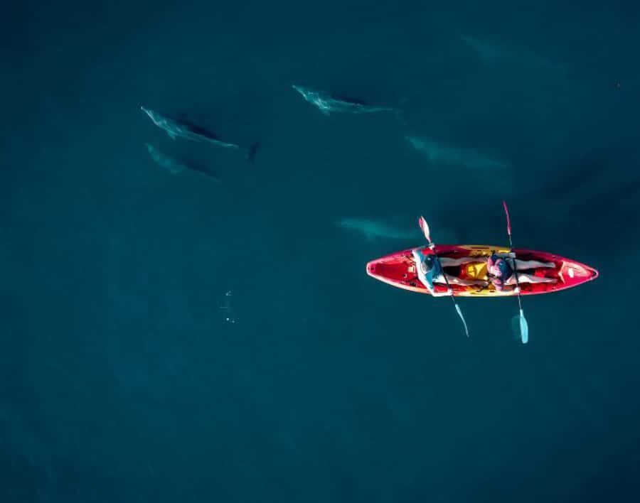 Tamarin: Guided Kayak Tour with Dolphins - Dolphins on your terms: how the guide helps you stay respectful