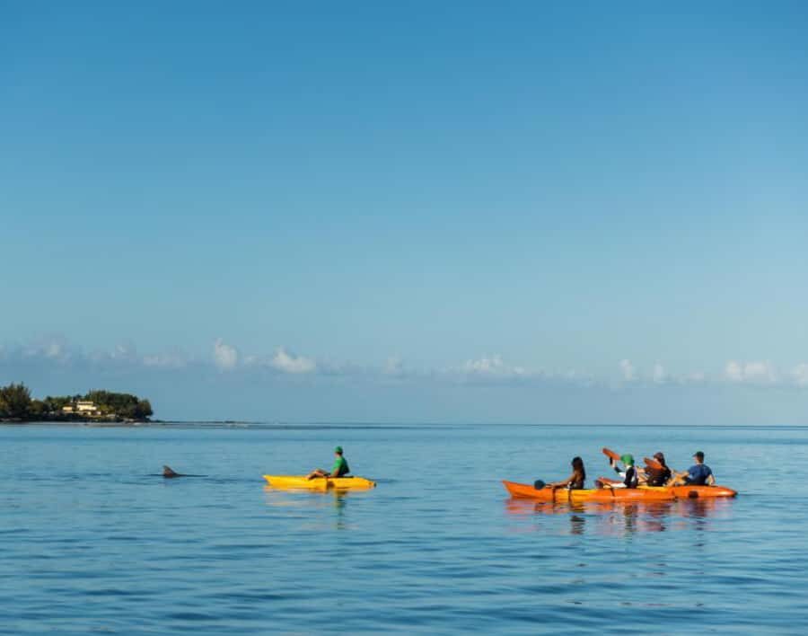 Tamarin: Guided Kayak Tour with Dolphins - Sunrise paddle: Tamarin Beach to Tamarin Bay in 150 minutes