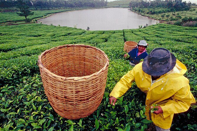 Tea Experience in the Exotic South of Mauritius Private tour. - Tea Day Highlights in South Mauritius (What You’ll Actually Remember)
