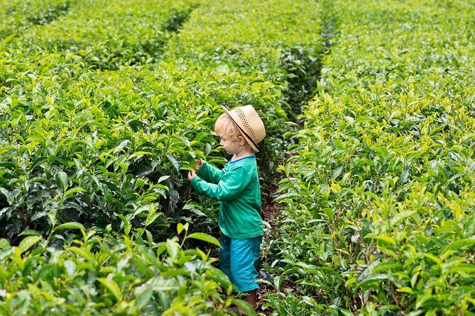 Tea Experience in the Exotic South of Mauritius Private tour. - Floreal Factory Shops: Diamonds and Art in the Middle of the Day