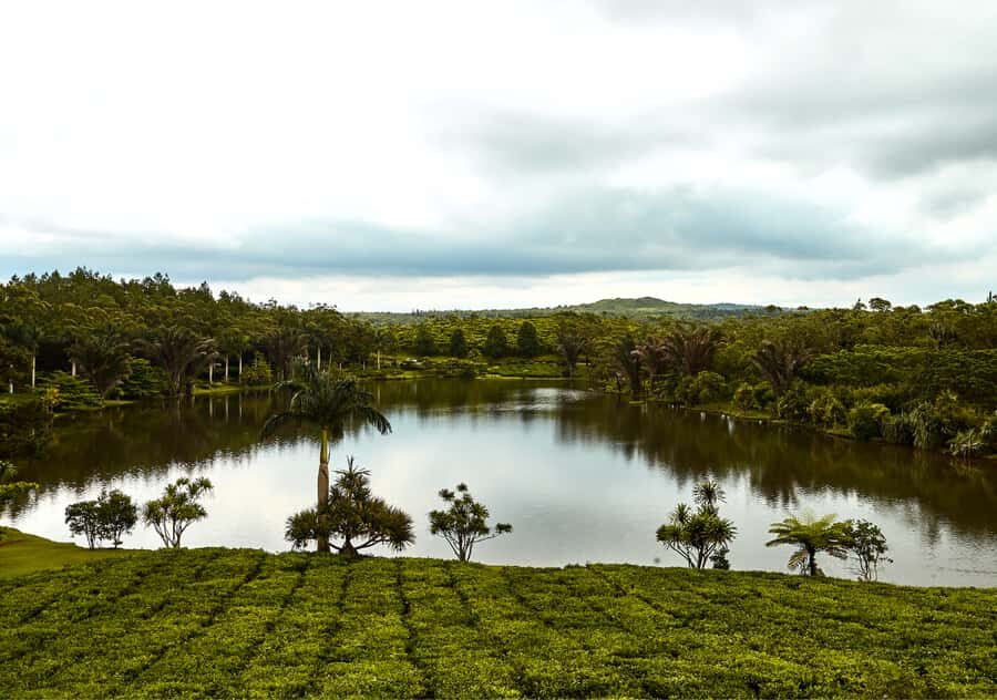 Tea Route: Lake, Forest, Tea Plantation & 3 Course Lunch - Price and timing: what $58 gets you in 8 hours