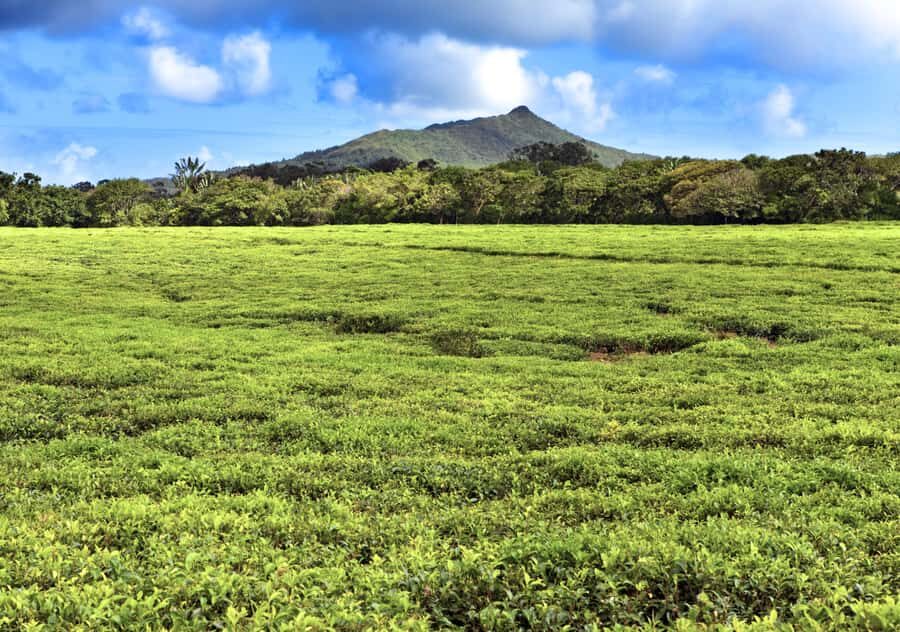 Tea Route: Lake, Forest, Tea Plantation & 3 Course Lunch - Mare aux Vacoas and Sofie Nature Walk: slowing down without getting lost