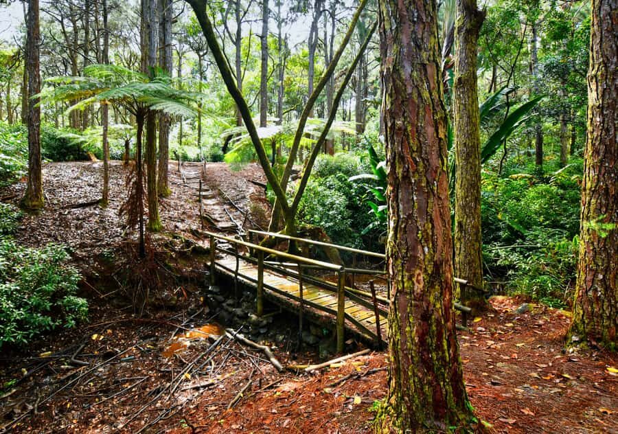Tea Route: Lake, Forest, Tea Plantation & 3 Course Lunch - The 3-course lunch at Bois Cheri: where the day turns into a real treat