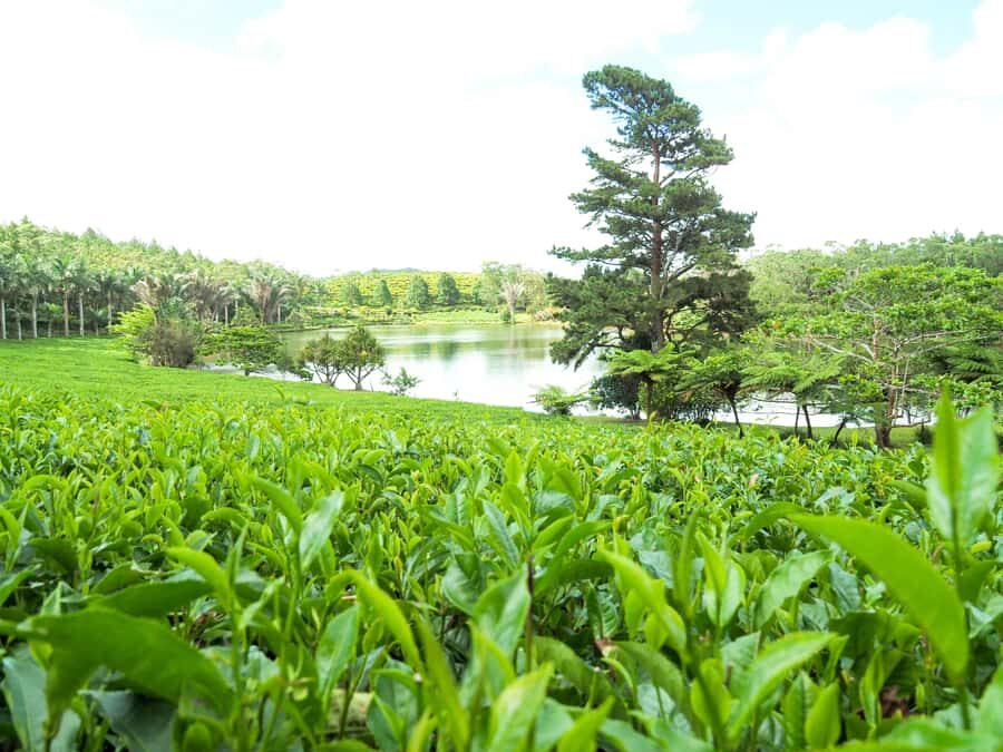 Tea, Rum & Vanilla Route - Key highlights worth knowing