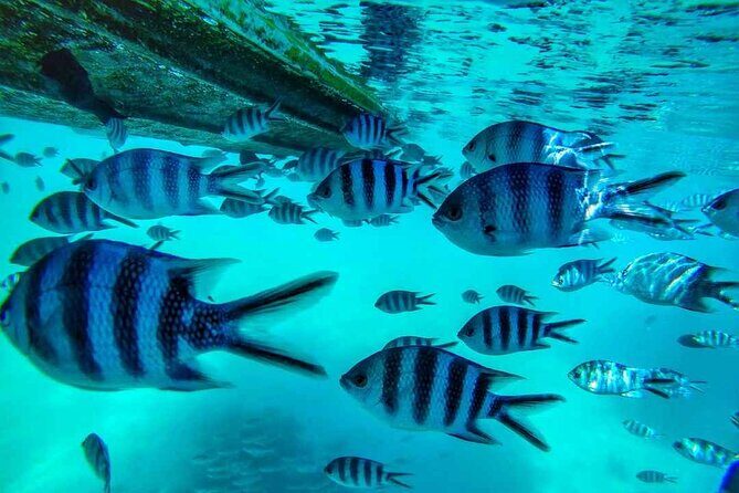 The beautiful East of Mauritius:incl Blue-Bay Marine Park, Crocodile park &Lunch - Lunch at Mahebourg: fuel that doesn’t derail the day