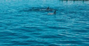 Trou D'Eau Douce: 5 island tour Mauritius with lunch/drinks - Ile aux Cerfs: the beach-and-lunch combo that makes this tour feel worth it