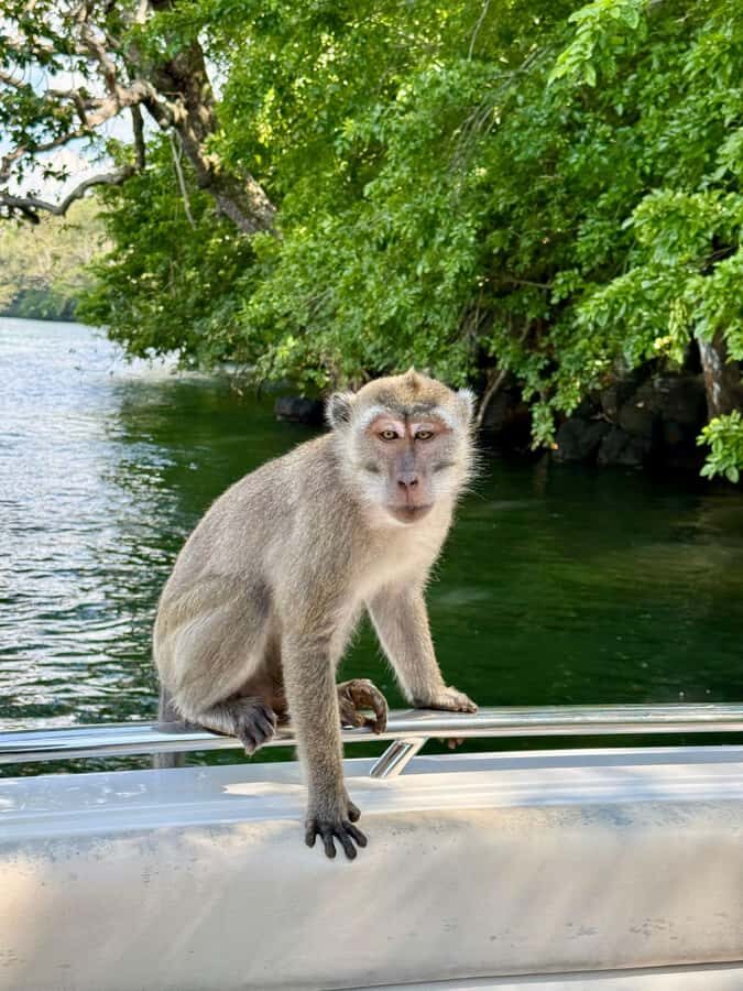 Trou D'Eau Douce: 5 island tour Mauritius with lunch/drinks - The Grande Rivière South East waterfall stop: short, famous, and photo-focused
